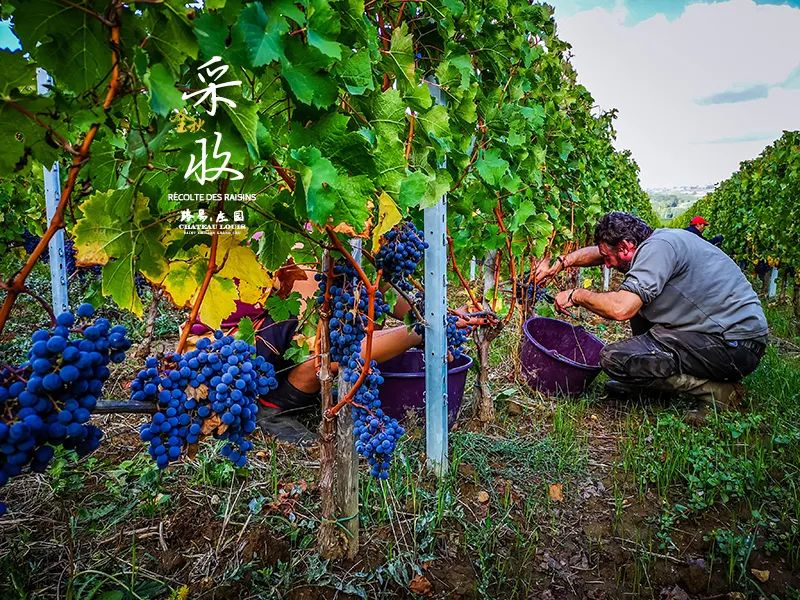 葡萄酒的有机种植、生物动力法，到底是什么意思？