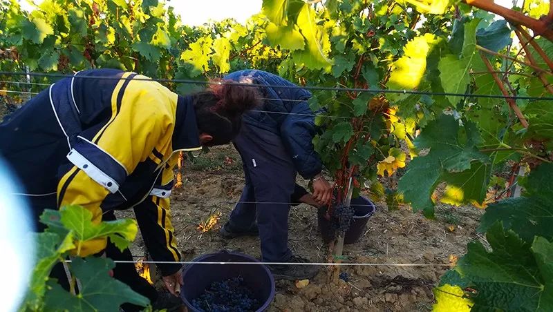 葡萄酒的有机种植、生物动力法，到底是什么意思？
